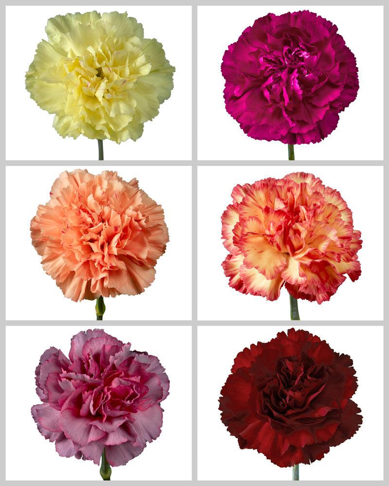 Carnation Assorted Box #190