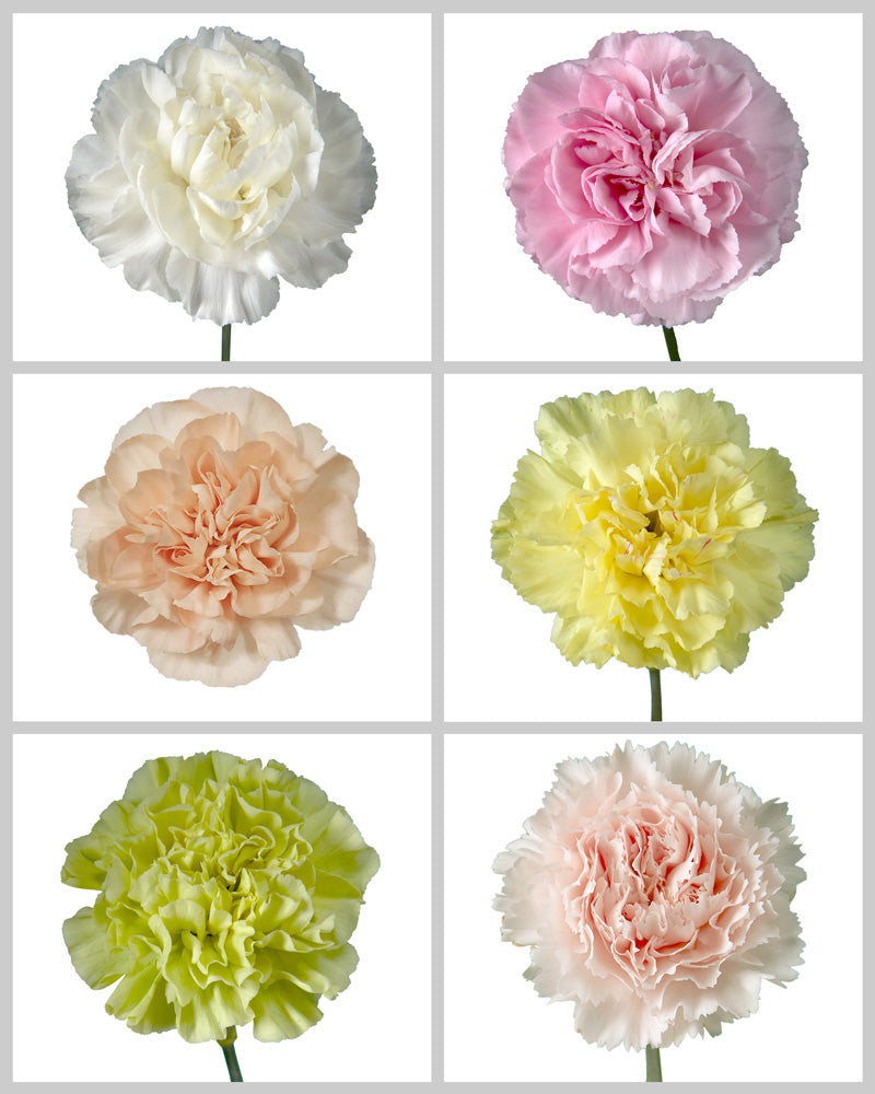 Carnation Assorted Box #191