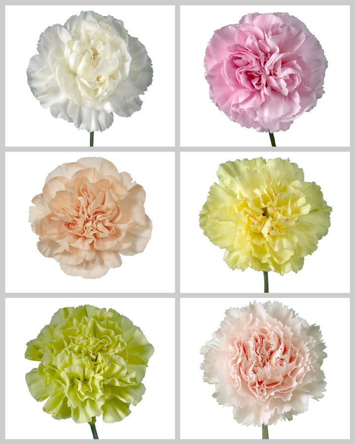 Carnation Assorted Box #191