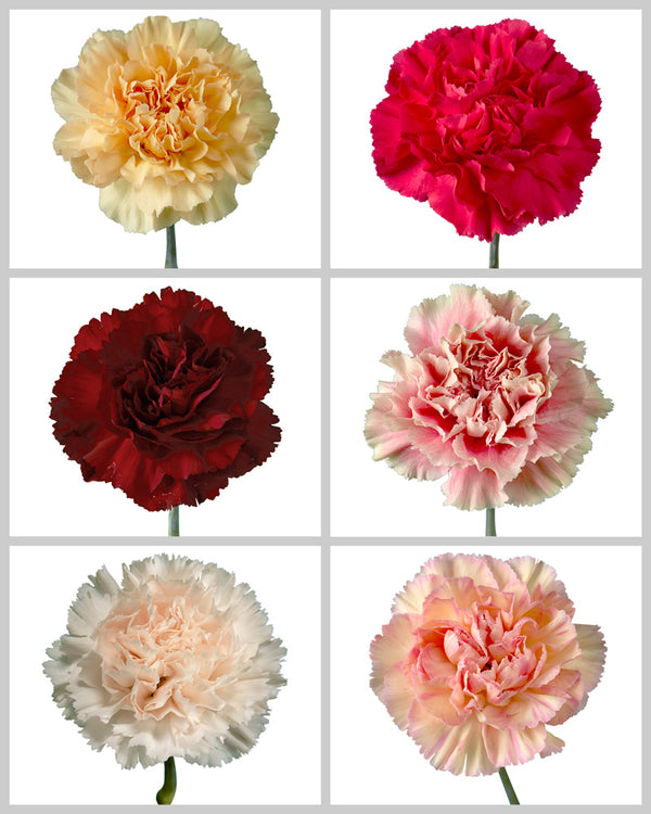 Carnation Merletto Cherry