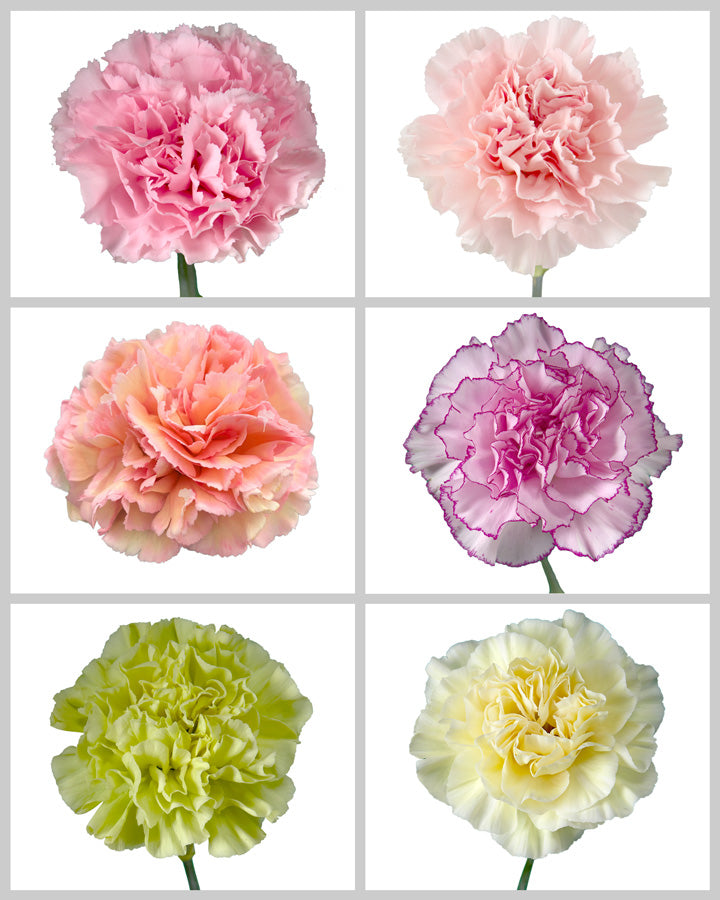 Carnation Assorted Box #192