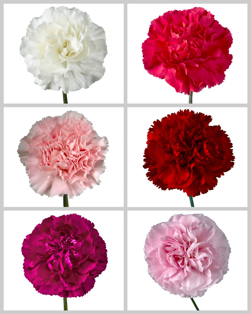 Carnation Assorted Box #192 Mother's day