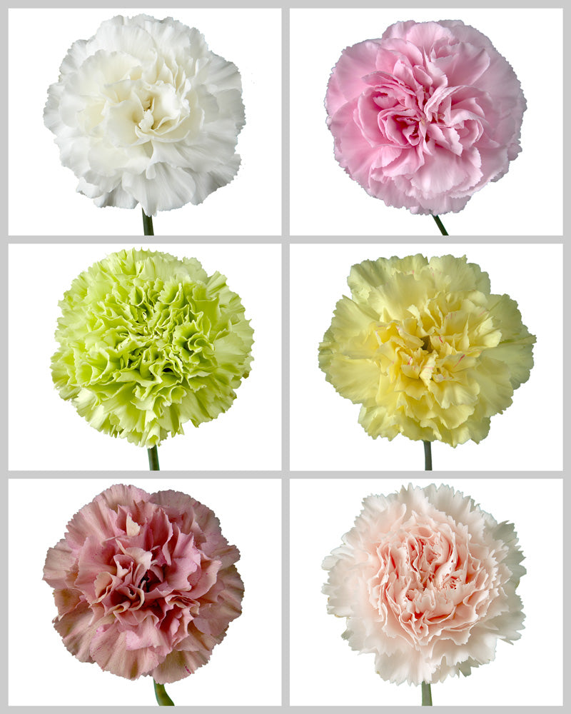 Carnation Assorted Box #193