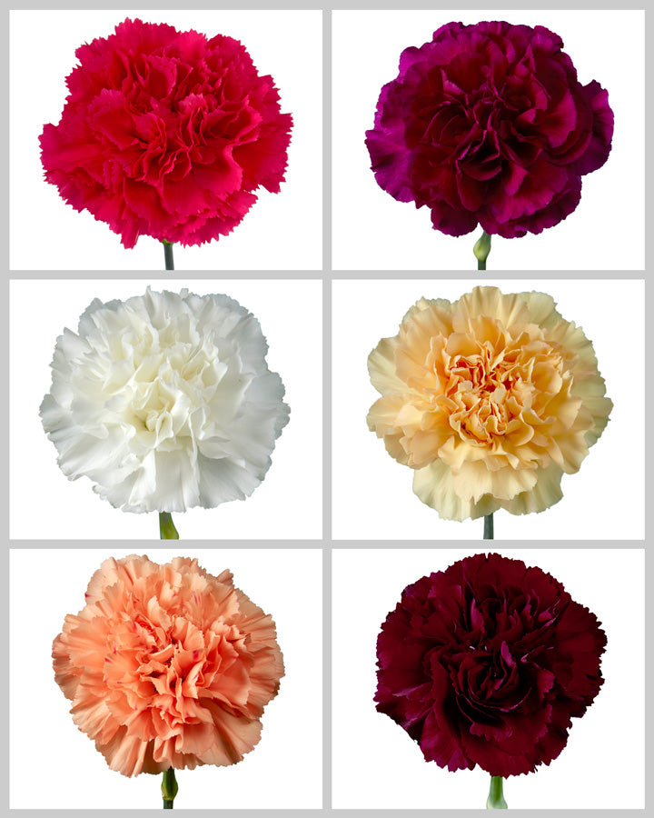 Carnation Assorted Box #193