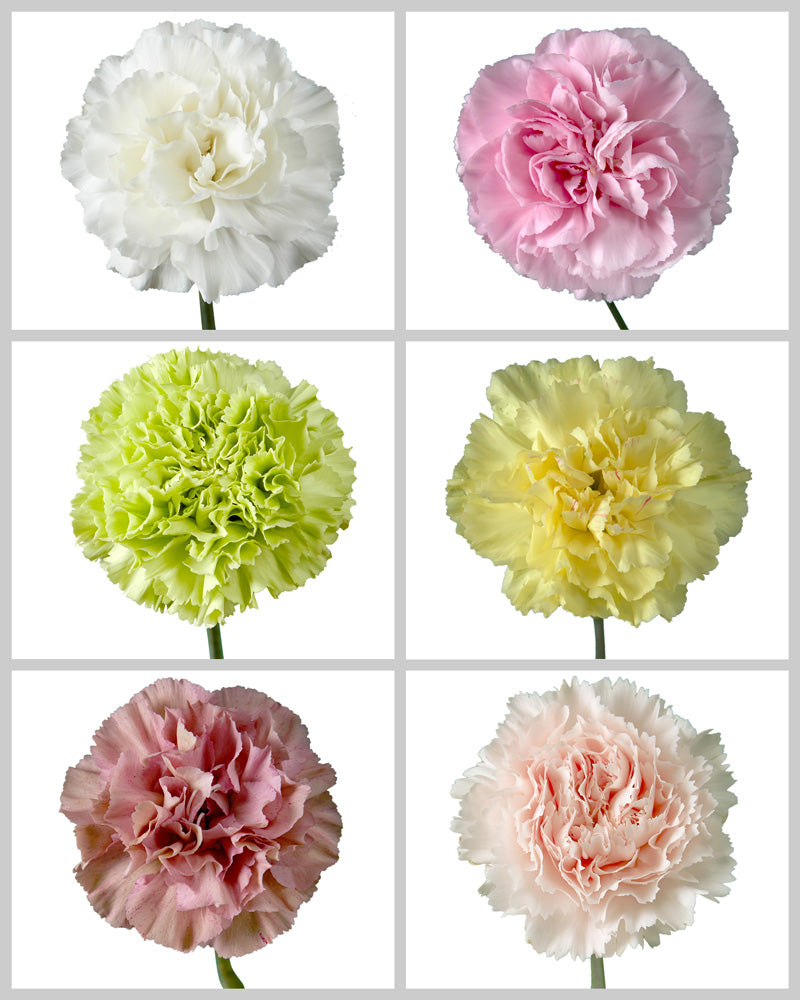 Carnation Assorted Box #193 Mother's Day