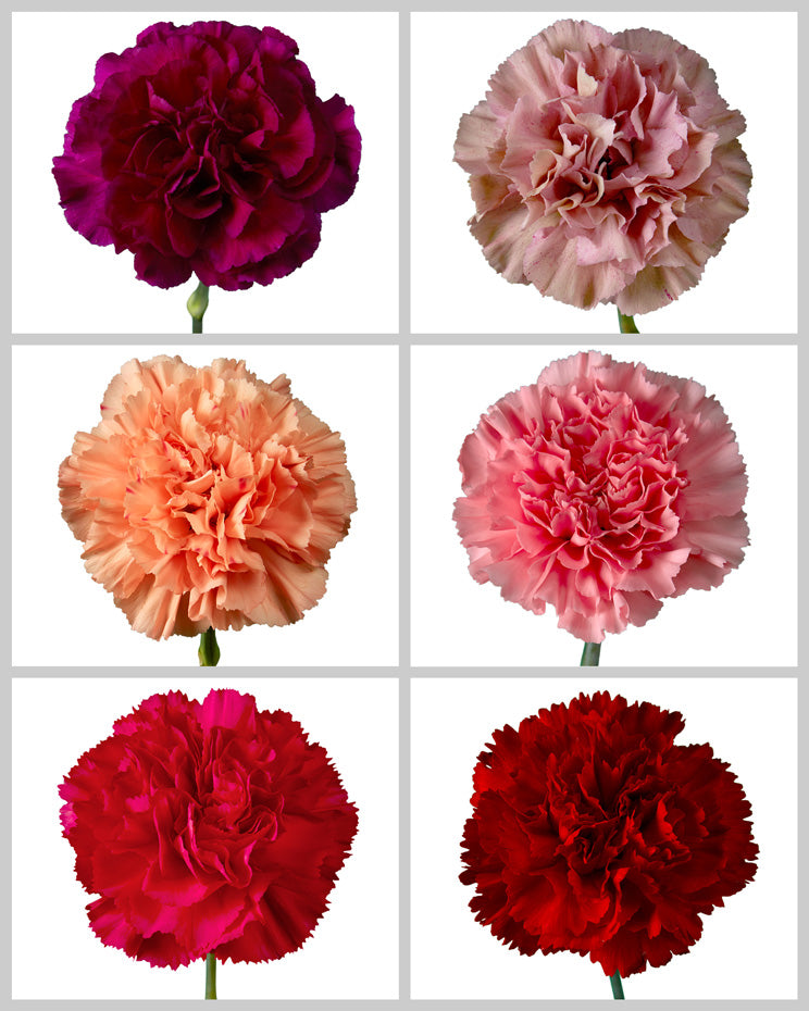 Carnation Assorted Box #194