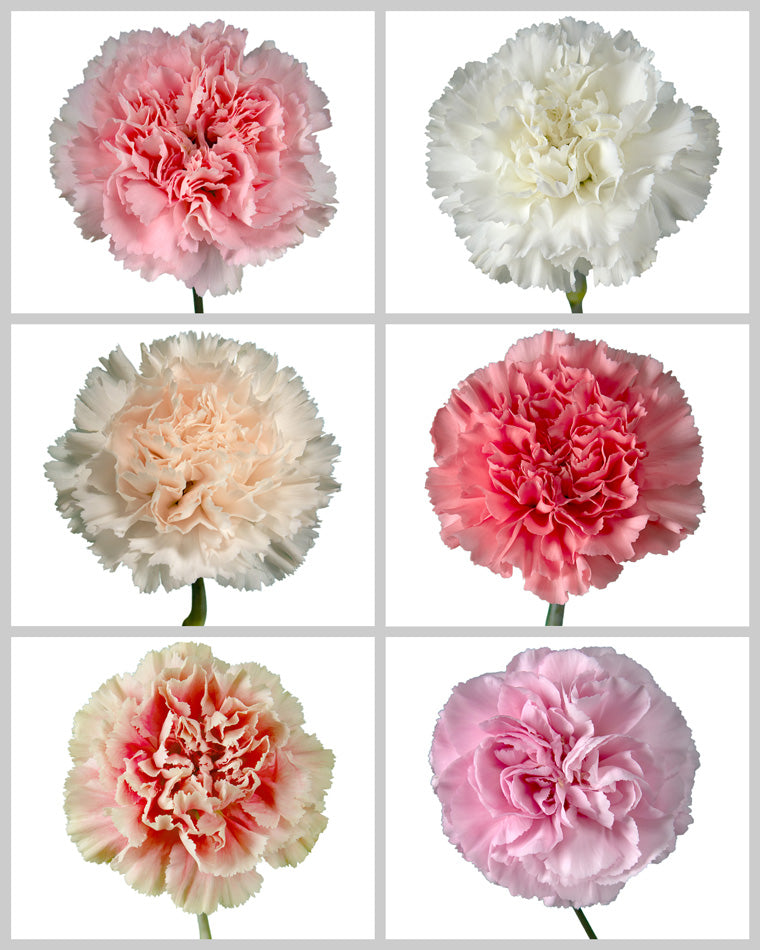Carnation Assorted Box #195 Mother's Day