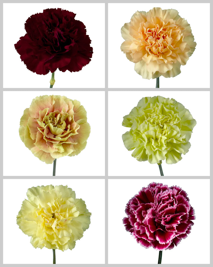 Carnation Assorted Box #197