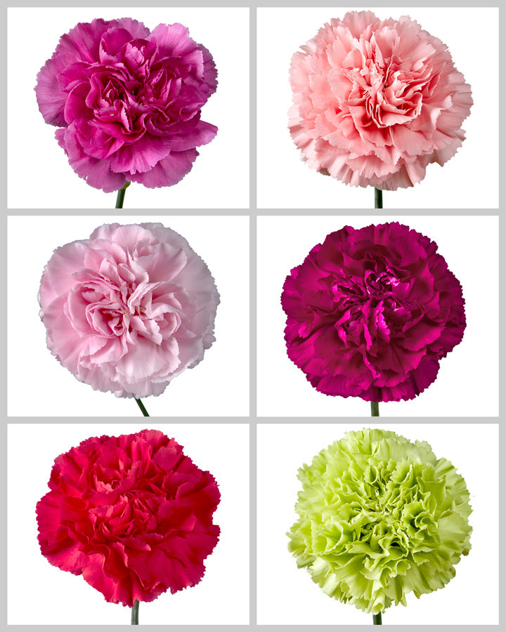 Carnation Assorted Box #196