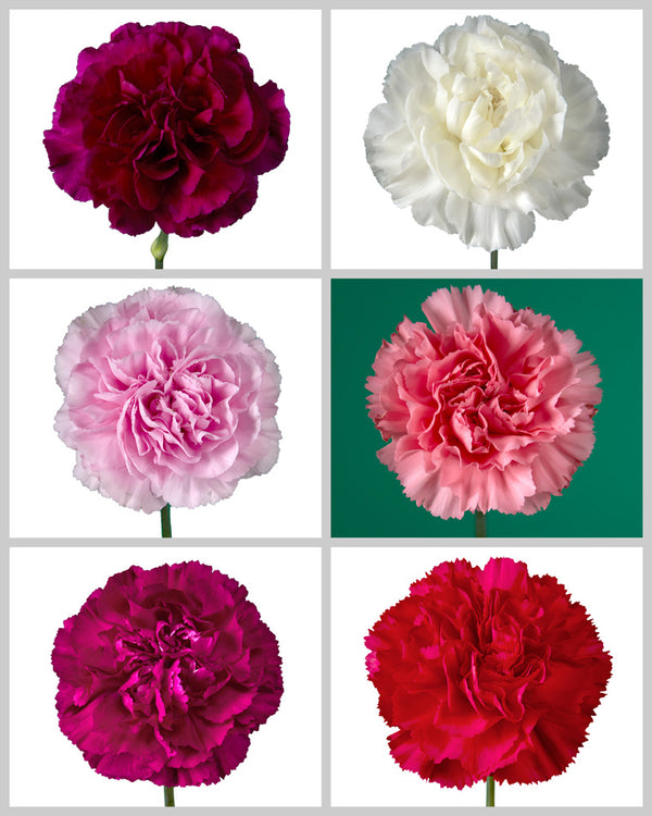 超人気 carnation-assorted-box- 邦楽