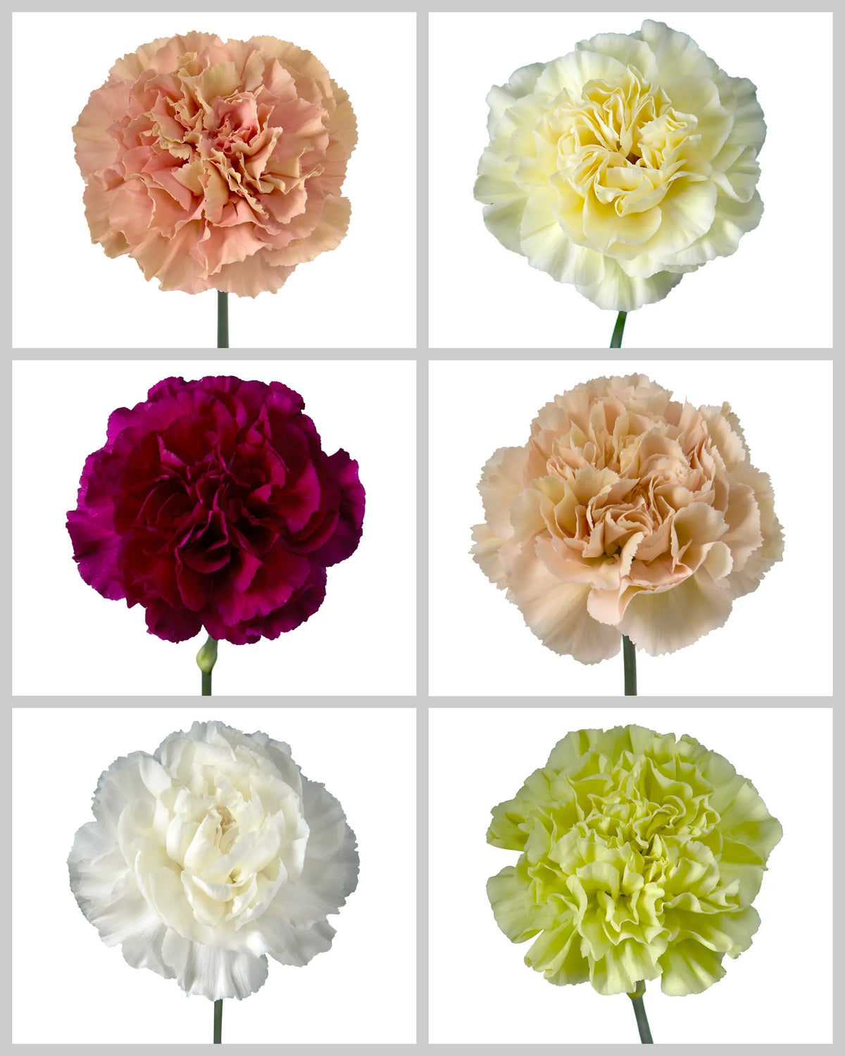 Carnation Assorted Box #197