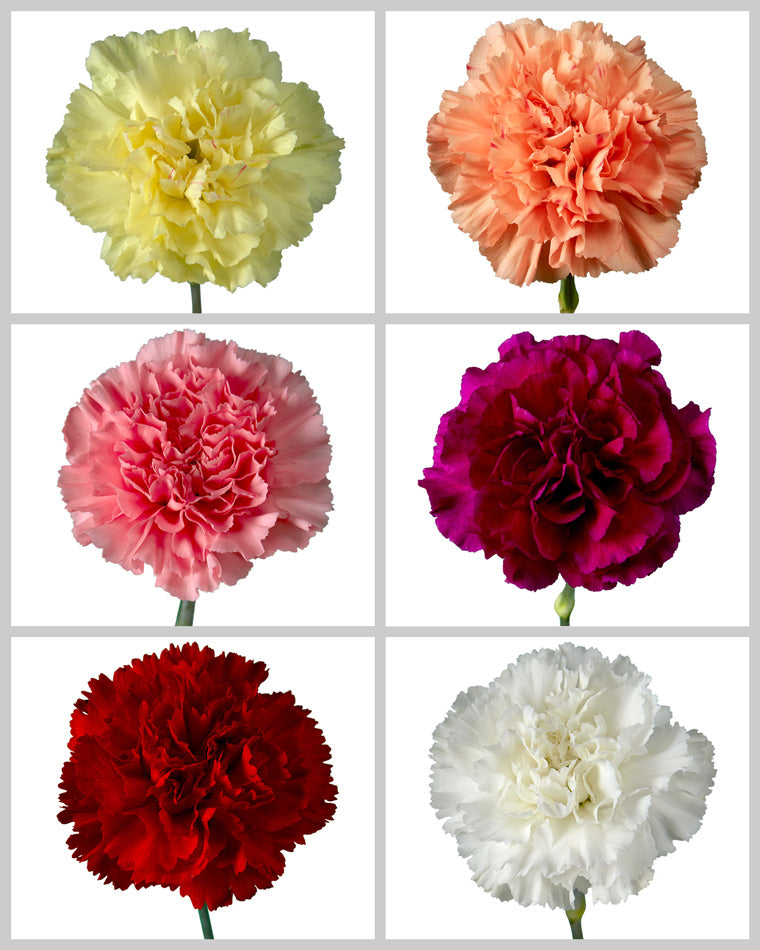 Carnation Assorted Box #197