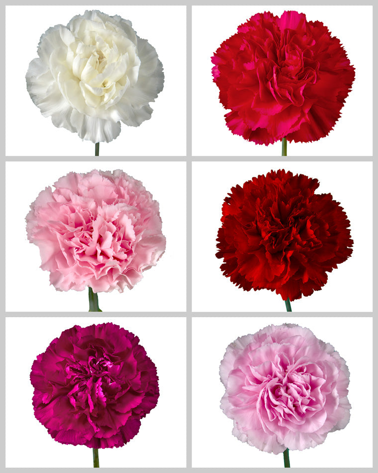 Carnation Assorted Valentine Box #1