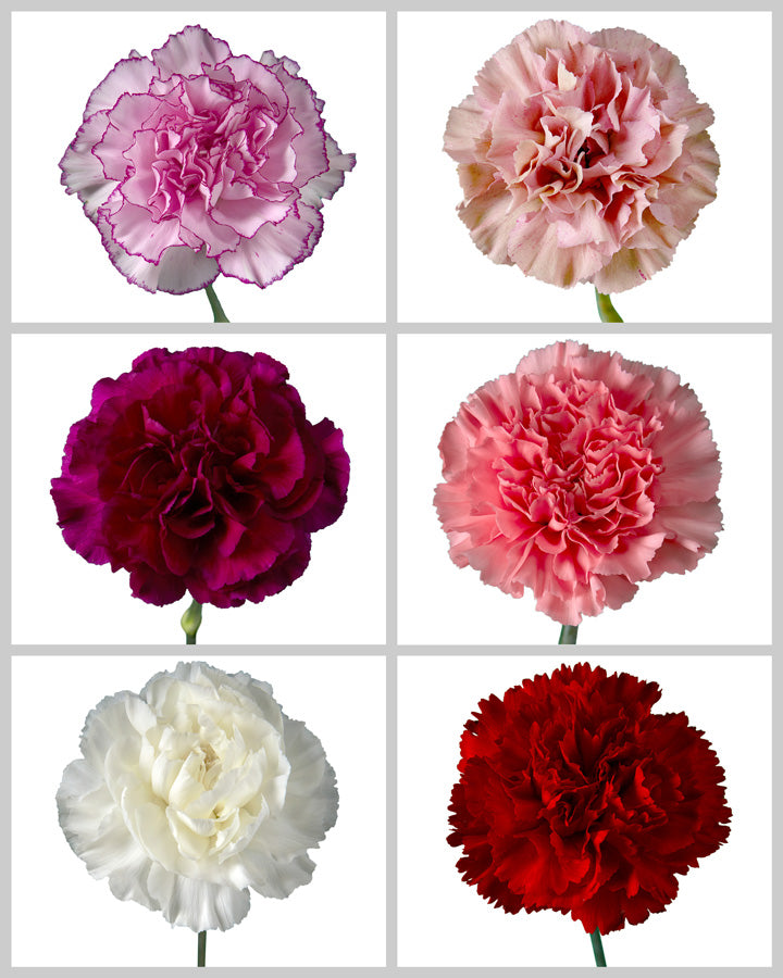 Carnation Assorted Valentine Box #3