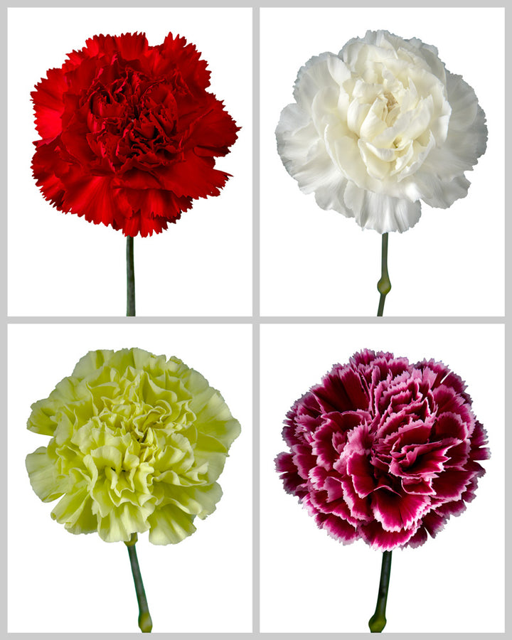 Carnation Holiday Assorted Box #1