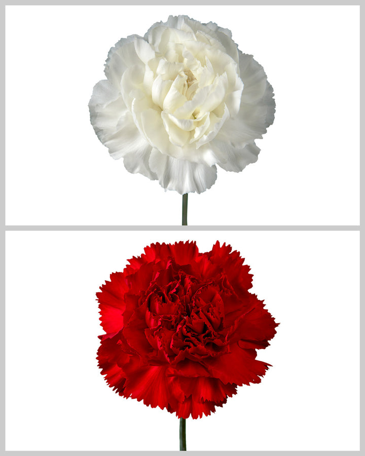 Carnation Holiday Assorted Box #2