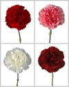 Carnation Holiday Assorted Box
