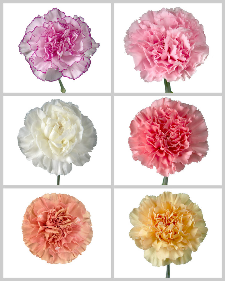 Carnation Assorted Box #194