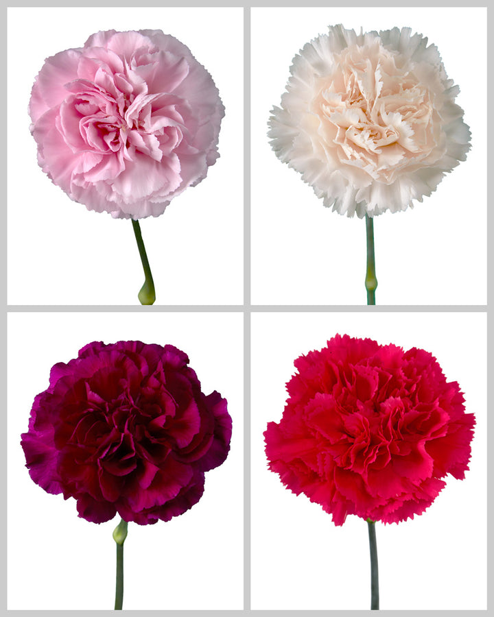 Carnation Assorted Box #194