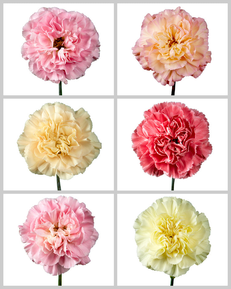 Minami Carnation Assorted Box #122