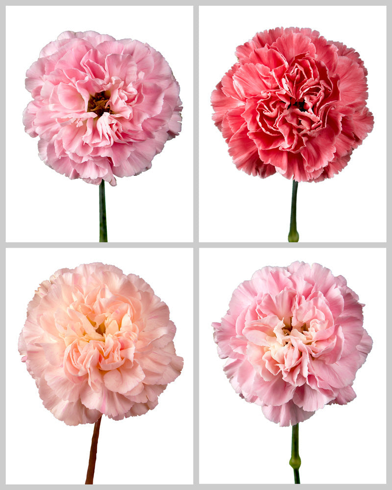 Minami Carnation Assorted Box #121 Mother's Day