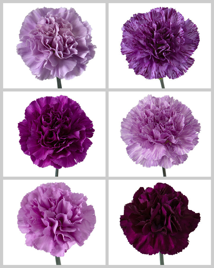 Wholesale Red Piano Garden Spray Rose | PetalJet