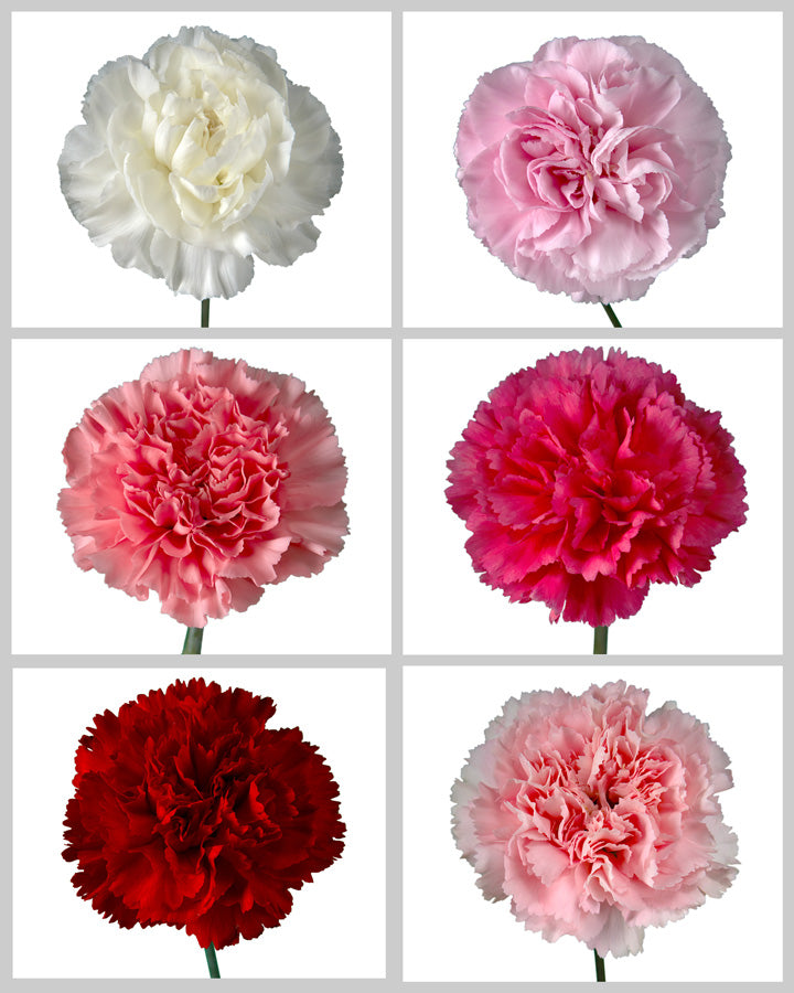 Carnation Assorted Valentine's Box #001