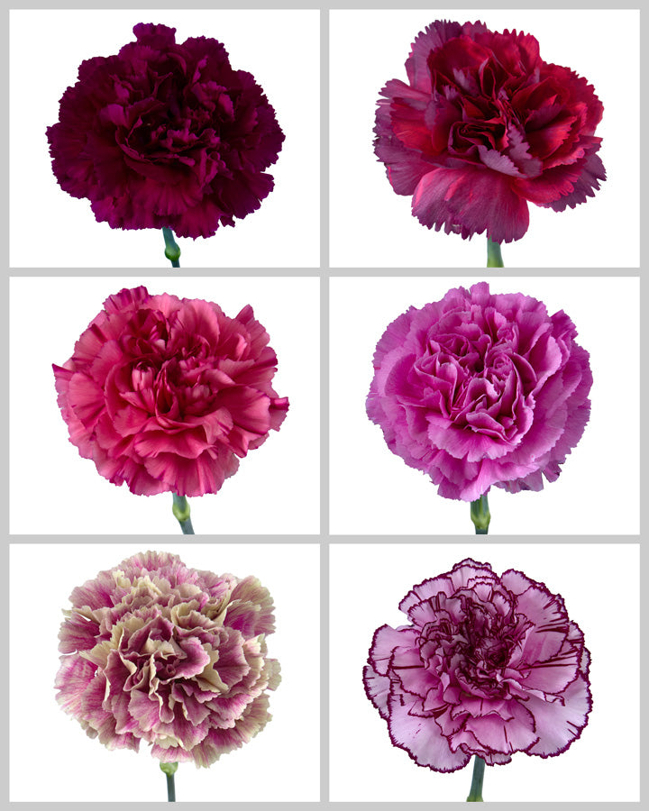 Carnation Assorted Valentine's Box #002