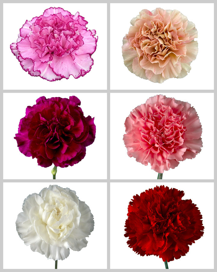 Carnation Assorted Valentine Box #3 - Petaljet