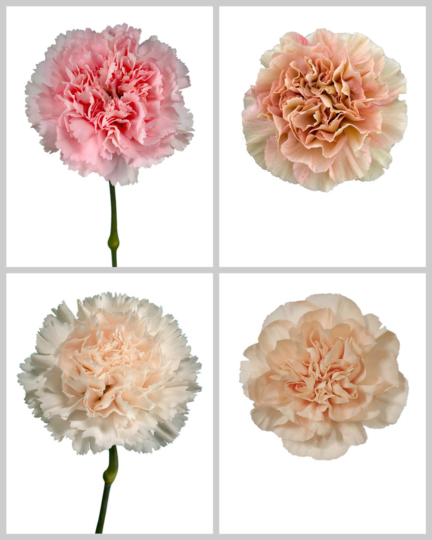 Carnation Assorted Wedding Box #2