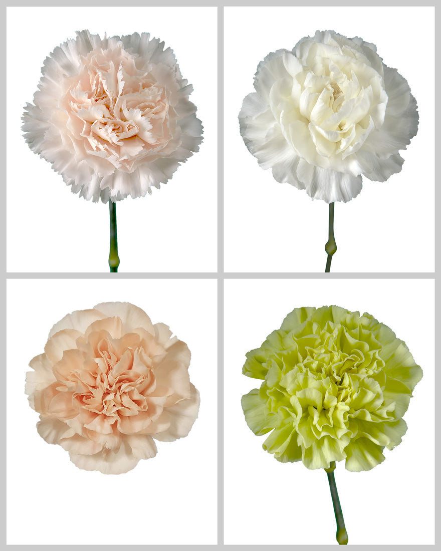 Carnation Assorted Wedding Box #3