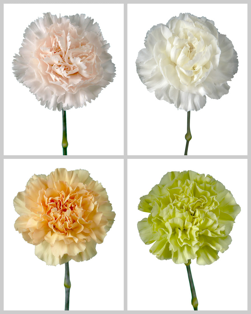 Carnation Assorted Wedding Box #3