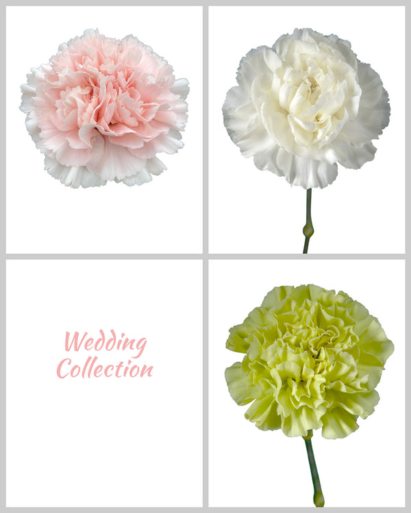 Wholesale Carnation Assorted Wedding Box #4 | PetalJet
