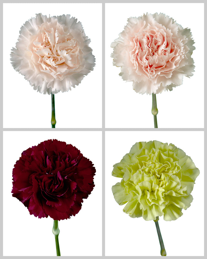 Carnation Assorted Wedding Box #5