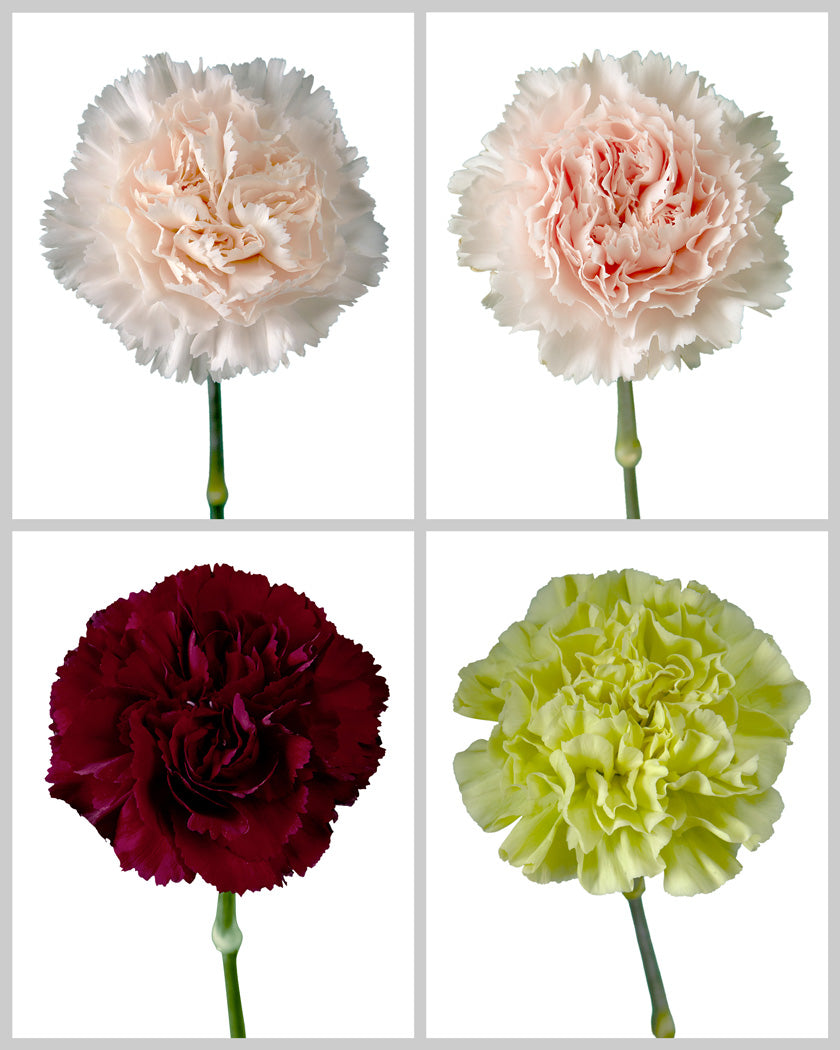F269 Carnation Box Builder