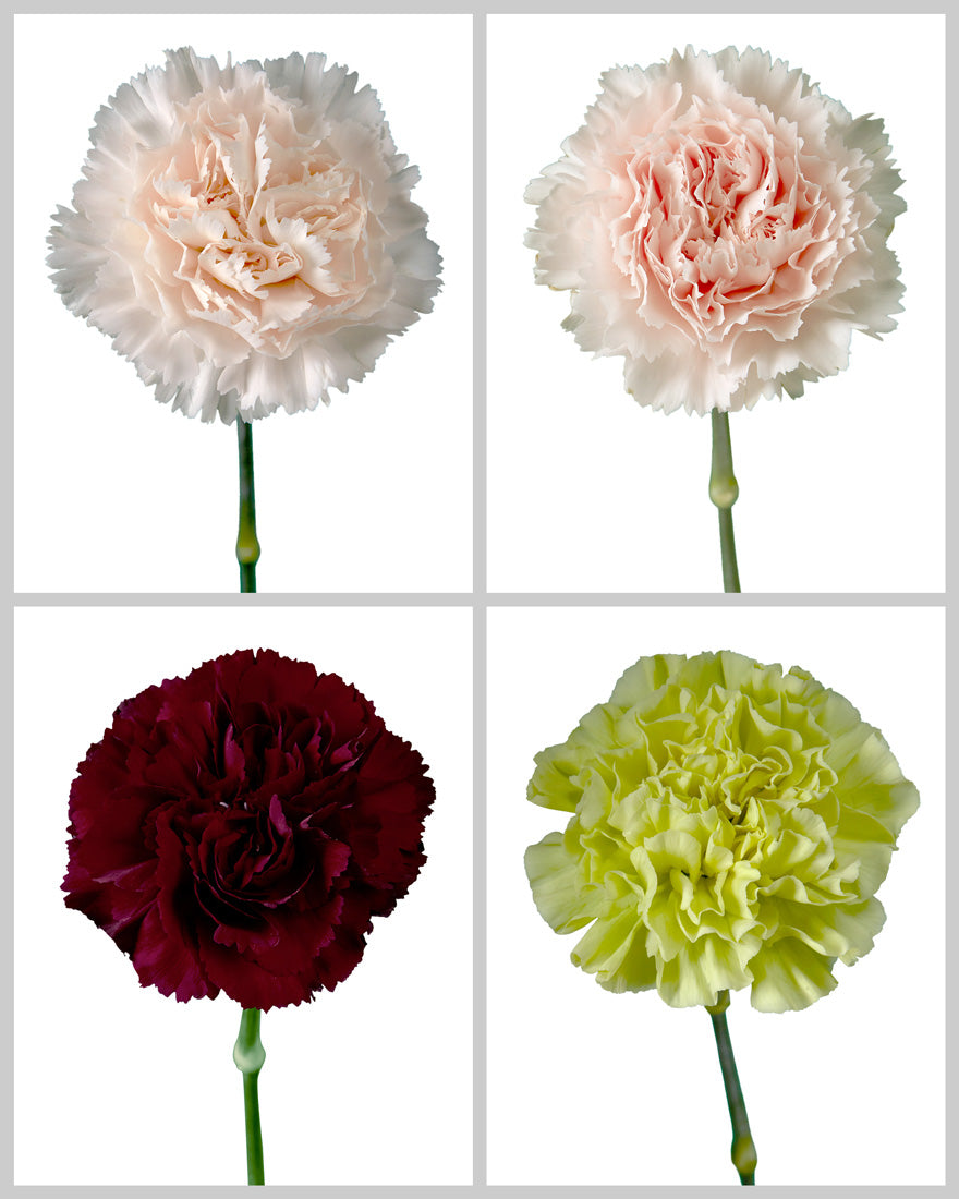 Carnation Assorted Wedding Box (Fall)