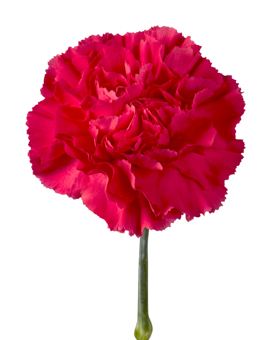 Bizet Carnation Mother's Day