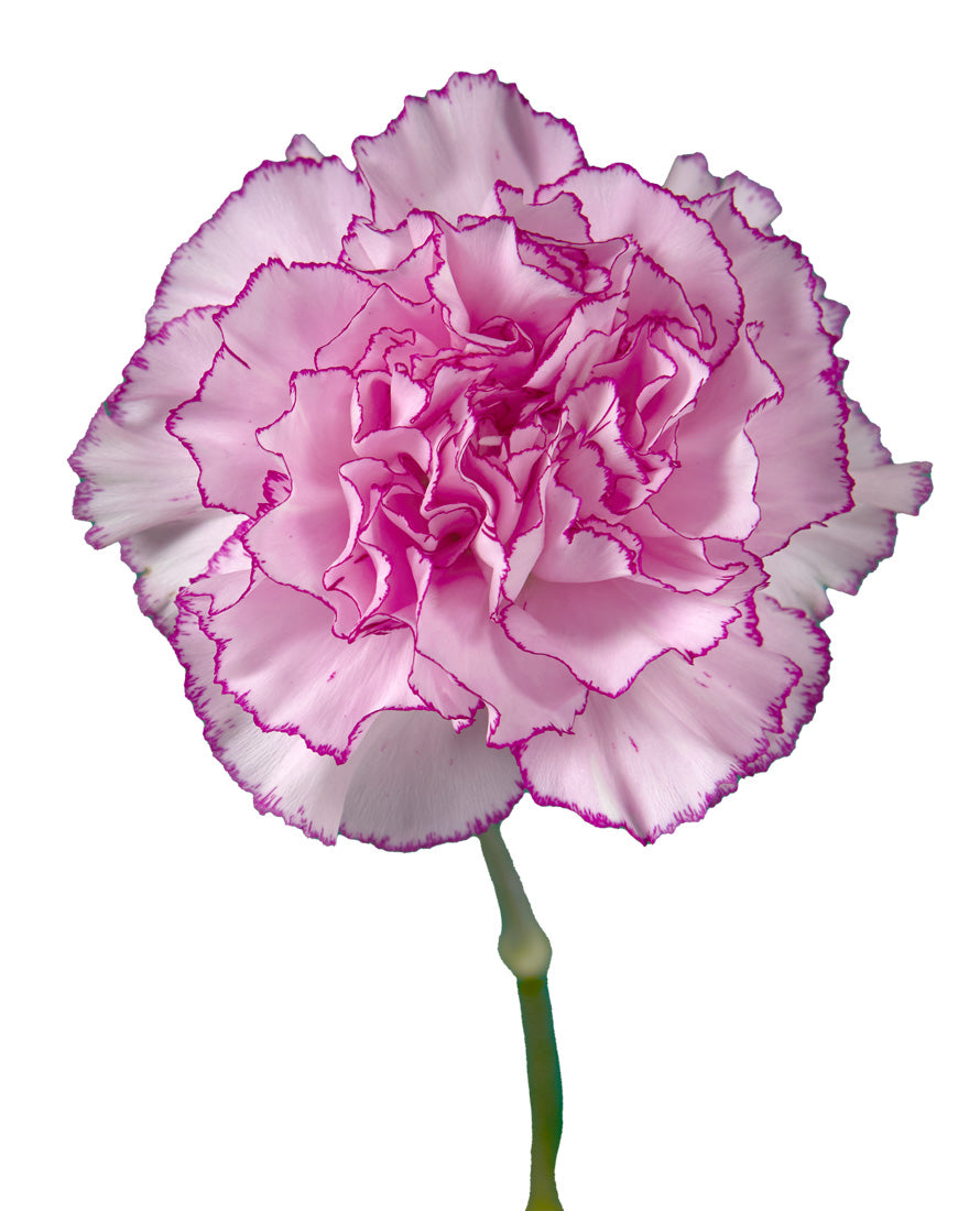 Boheme Carnation