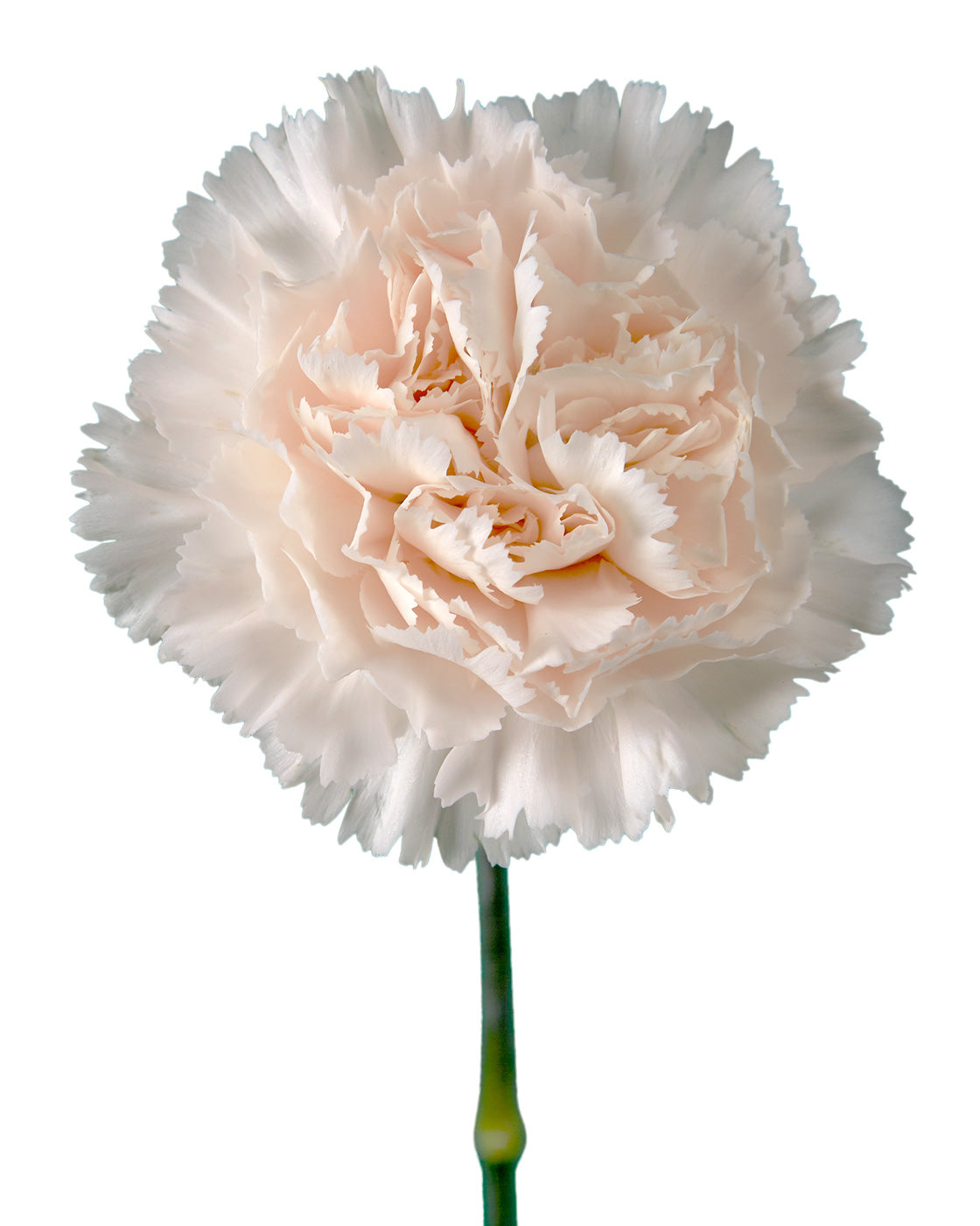 Brut Carnation