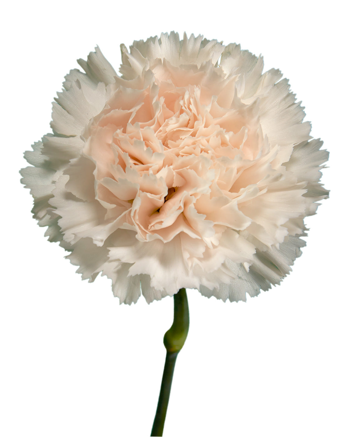 Brut Carnation