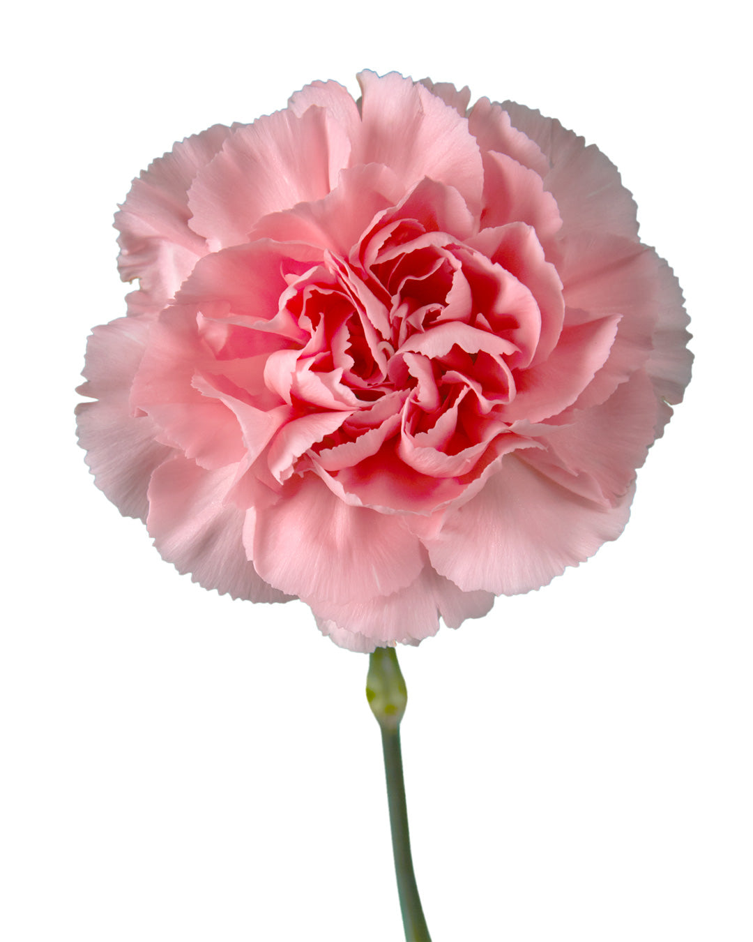 Cerise Carnation