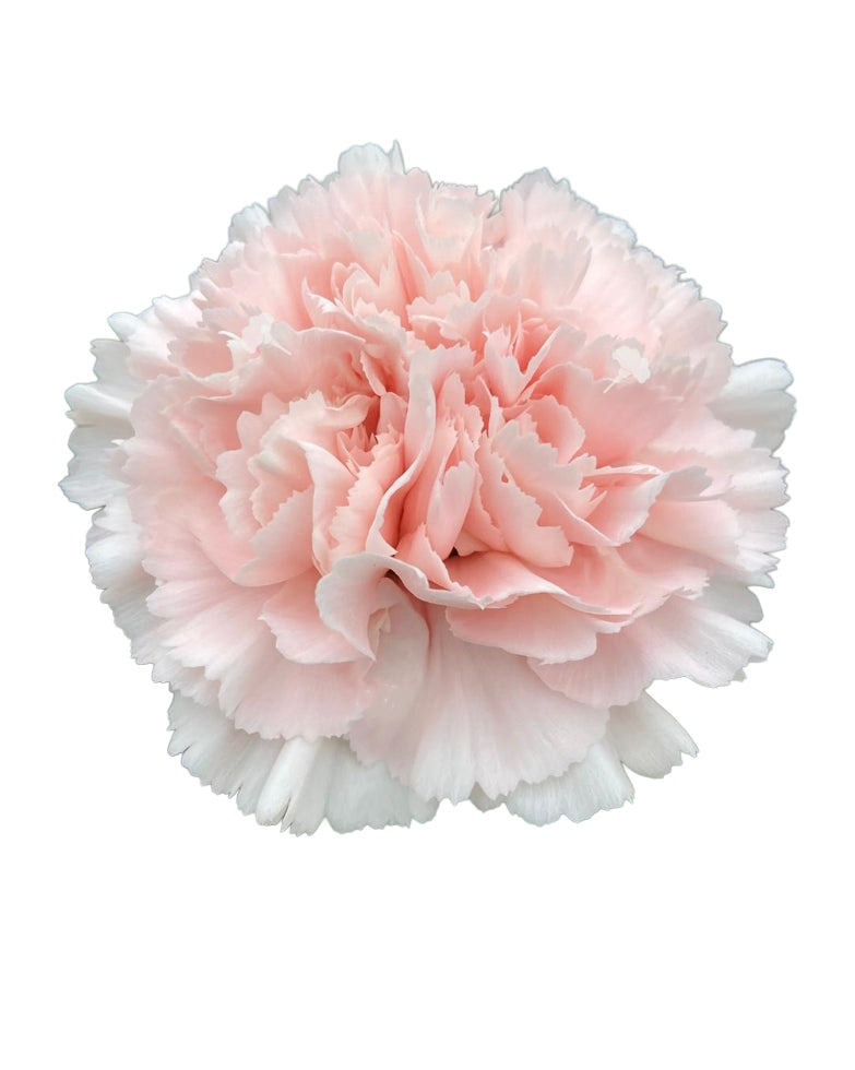Charisma Carnation