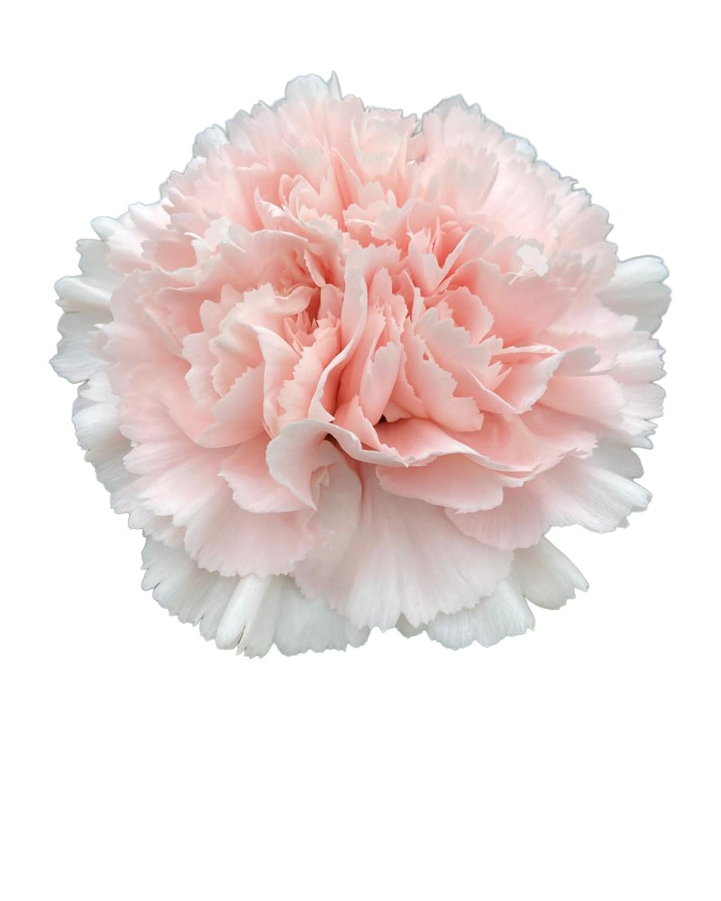 Charisma Carnation