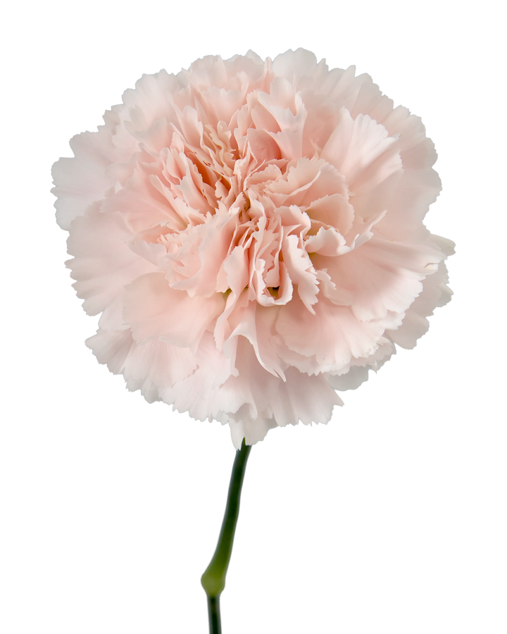 Charisma Carnation