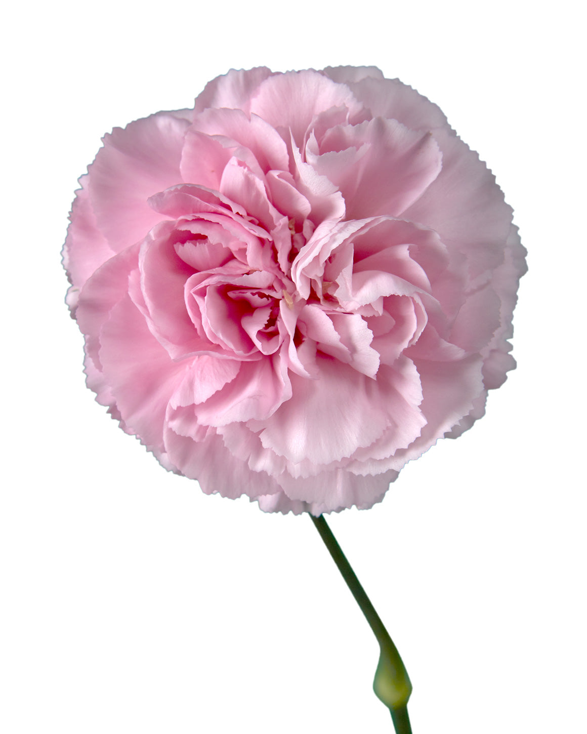 Clearwater Carnation