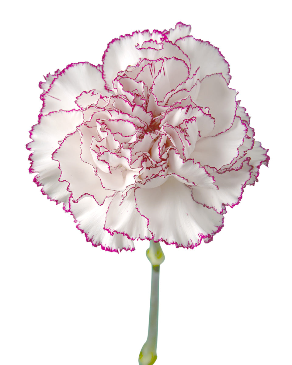 Comedia Carnation