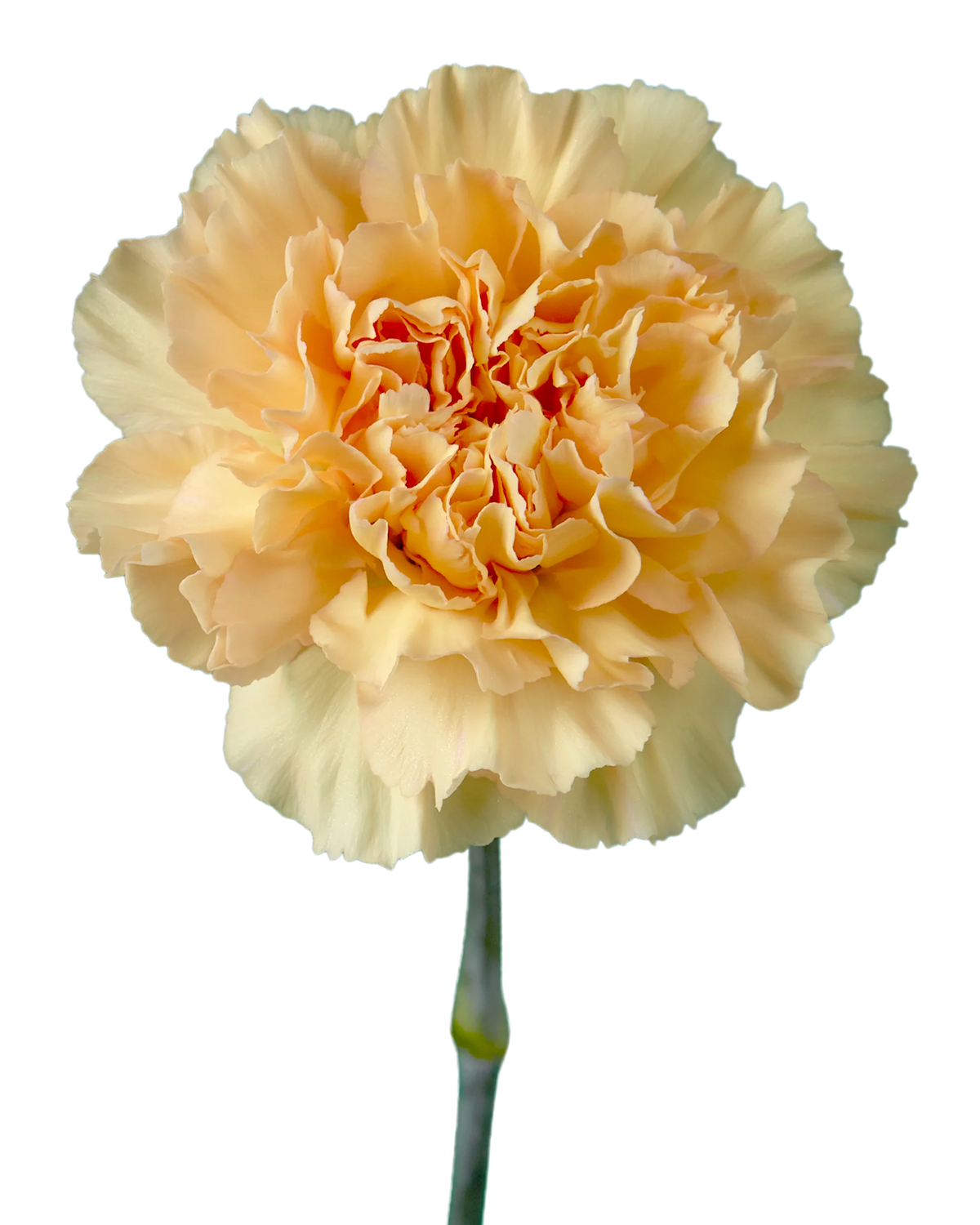 Crimea Carnation