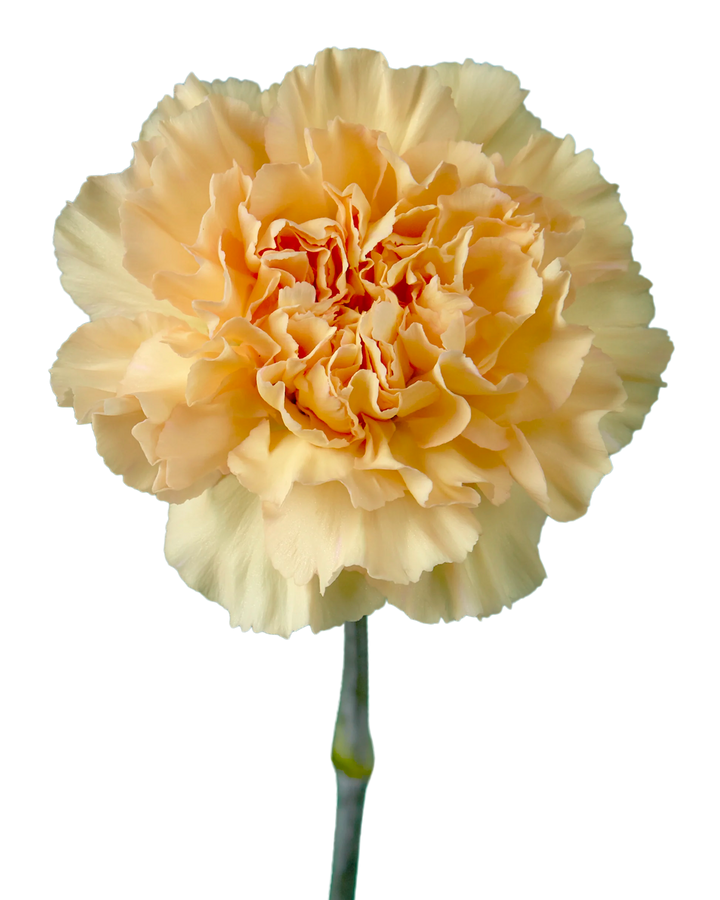 Crimea Carnation
