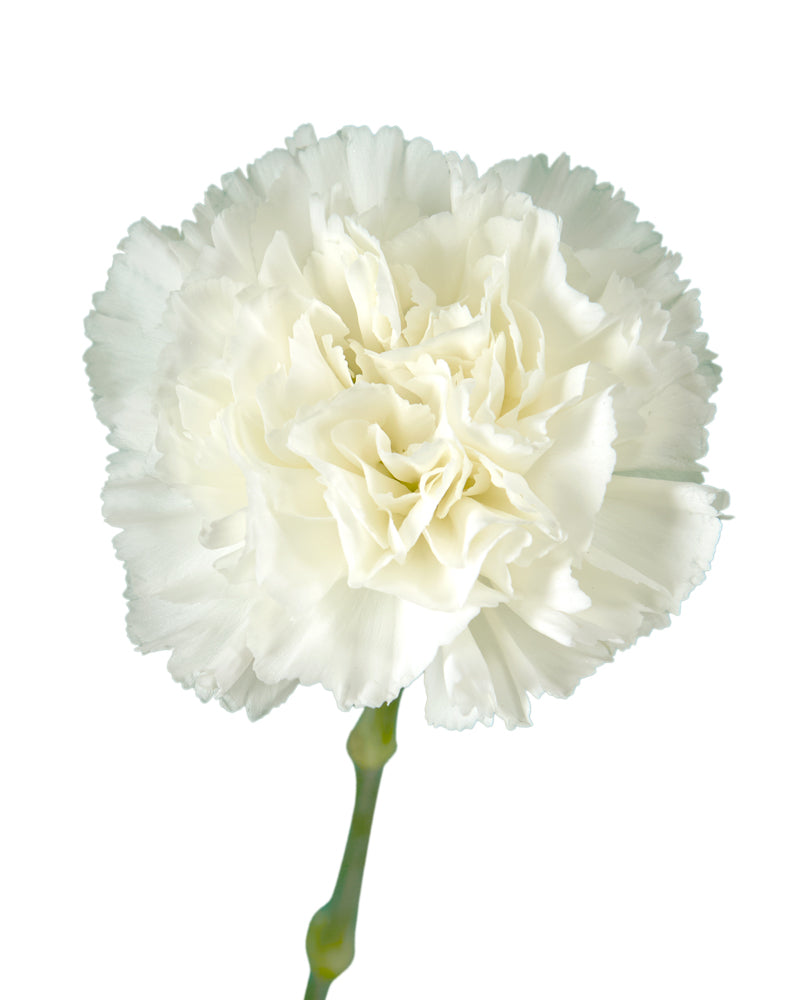 Cristallo Carnation