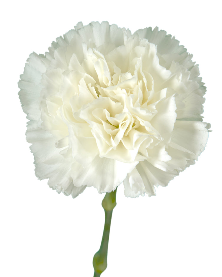 Cristallo Carnation